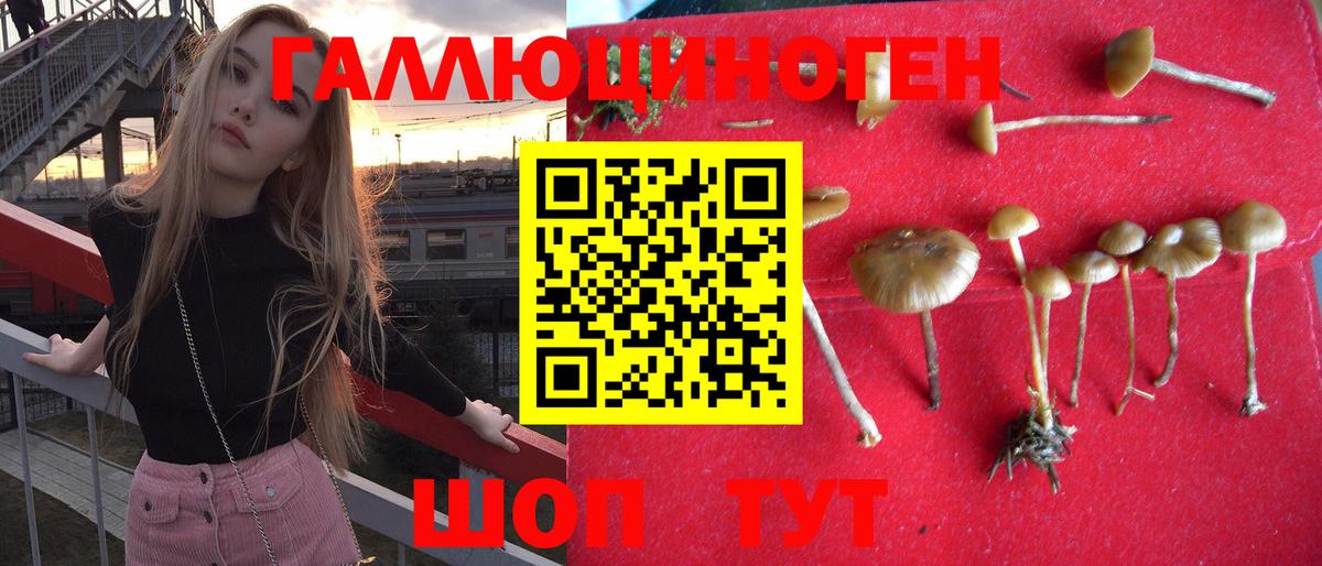 Дербент  Псилоцибиновые грибы Cubensis  Вход с VPN 